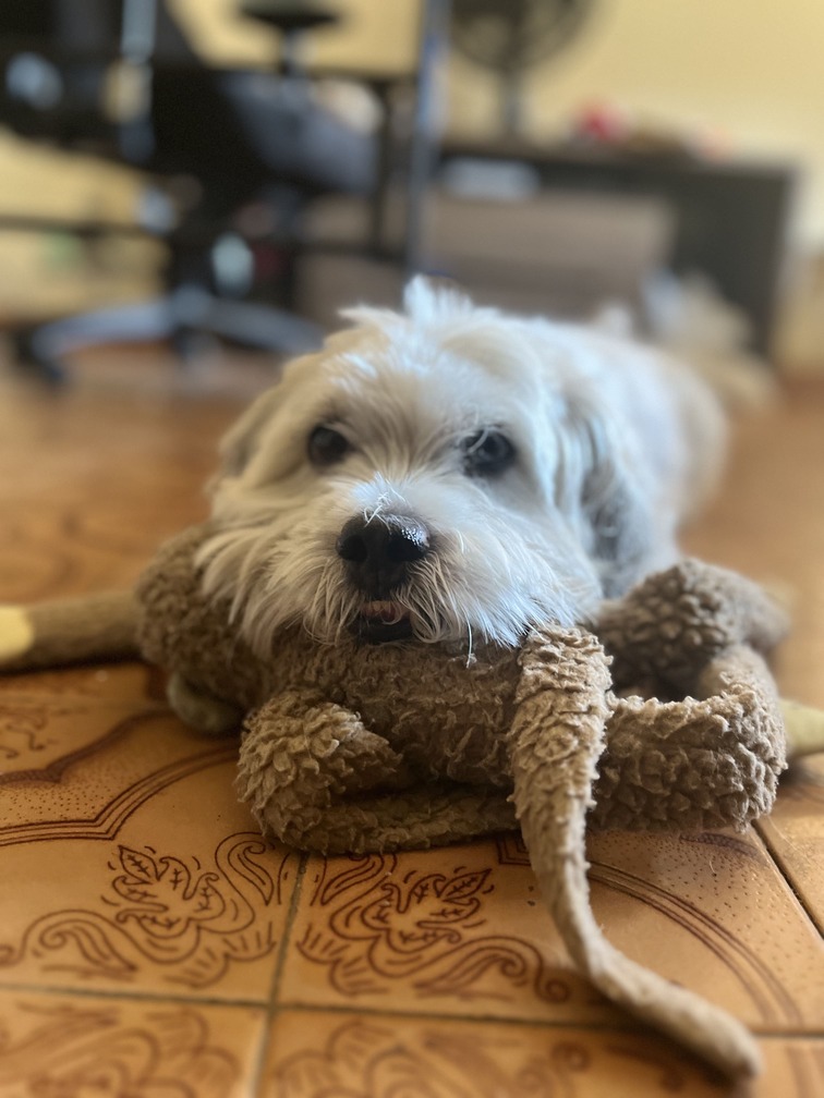 cachorro deitado post falando sobre premier hipoalergenica mandioca