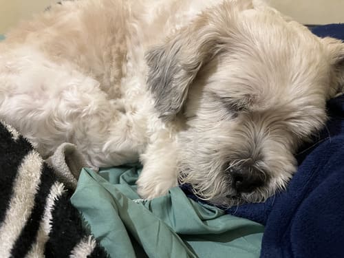 cachorro de porte pequeno de cor branca e cinza dormindo post falando sobre xixi no lugar certo